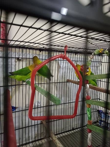 Pair of lovebirds at low price 4