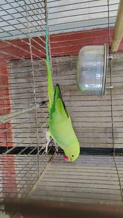 Green ringnacke parrot available