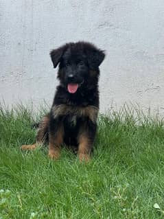 German Shepherd Female puppy.