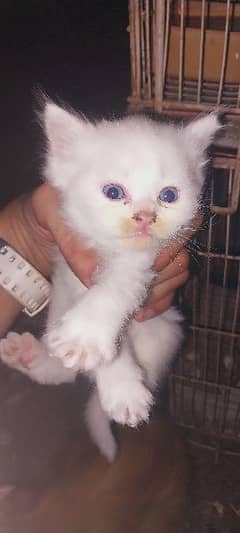 Punch Face Persian Cat baby's