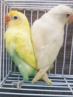 Albino red eye into parblue pastelino pair's with 1 foster pair
