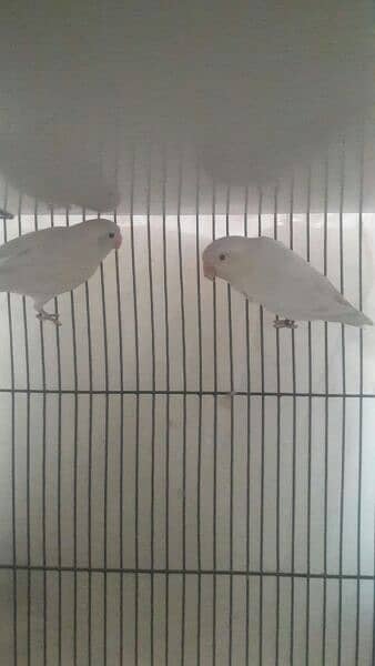 Albino red eyes for sale 1
