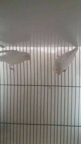 Albino red eyes for sale 2