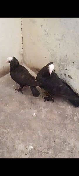 SOME FANCY PIGEON AVAILABLE 6