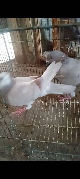 SOME FANCY PIGEON AVAILABLE 7