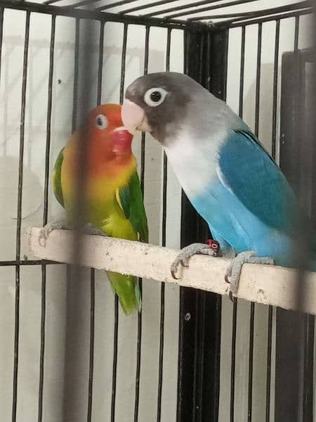 some love birde 3