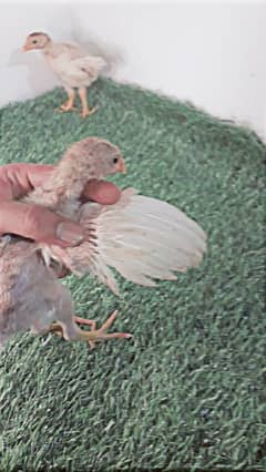 Hera Aseel chicks for sale