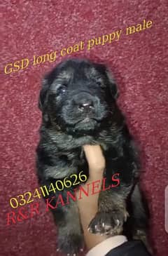 German Shepherd long coat male for sale