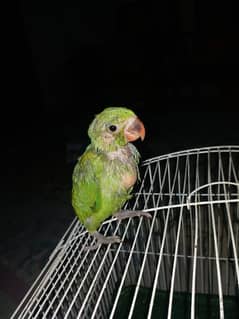 green chick