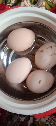 peacock egg for sale white and blue 0