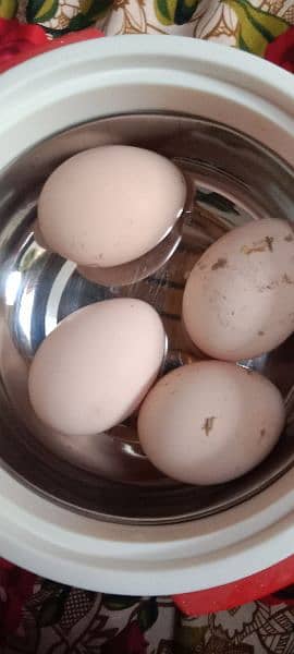 peacock egg for sale white and blue 0