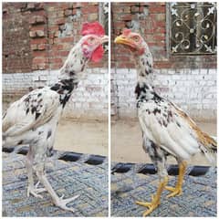 2 aseel pathy for sale
