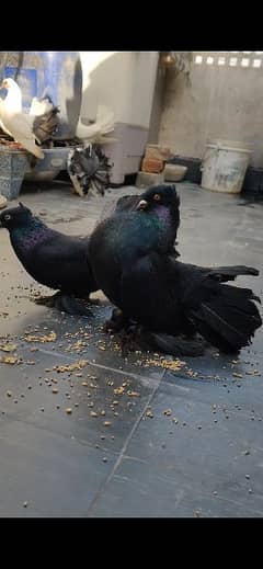 pigeon jet black 4 Kali chicks pair lakka pigeon