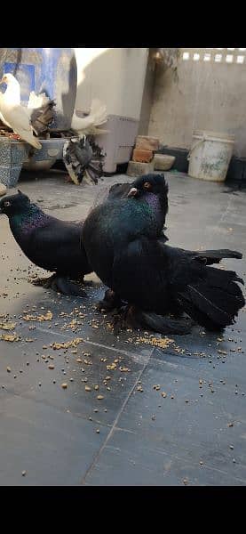 pigeon jet black 4 Kali chicks pair lakka pigeon 0