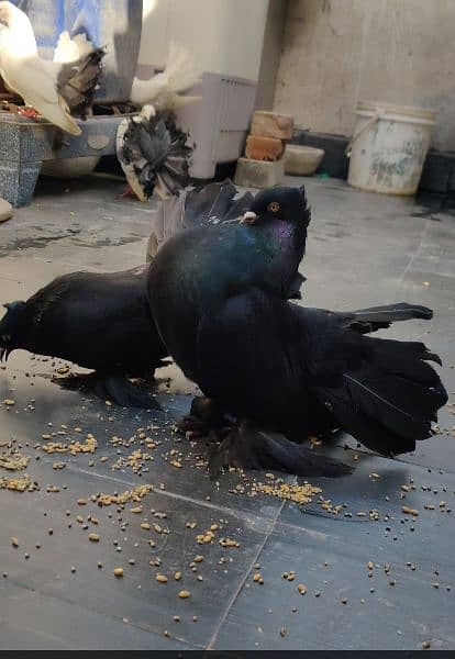 pigeon jet black 4 Kali chicks pair lakka pigeon 2