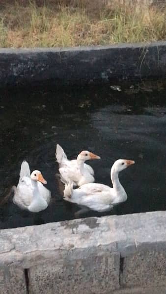 Urgent for sale full white Ducks 1 male 2 female, white Ducks 1