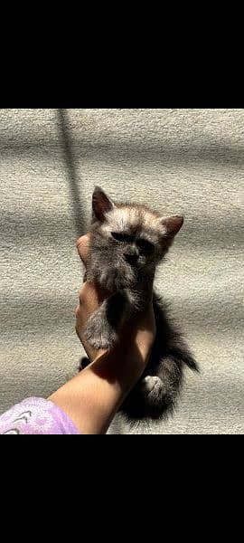 black-brown Persian cat 0