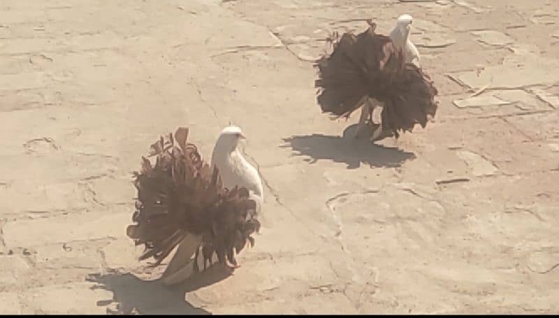 red tail pigeon kabooter 2500 per pair 2
