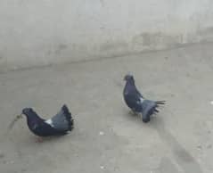 fancy pigeons 0