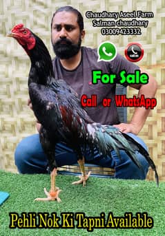 Strong Kala Lakha Aseel Rooster