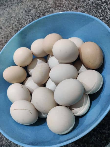 Golden Misri Eggs laying 2