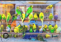 Australia Lovebirds for Sale