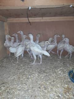 heera aseel chicks for sale