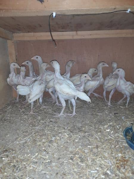 heera aseel chicks for sale 0