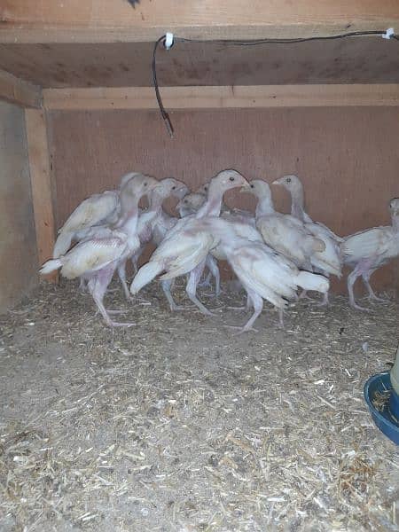 heera aseel chicks for sale 1