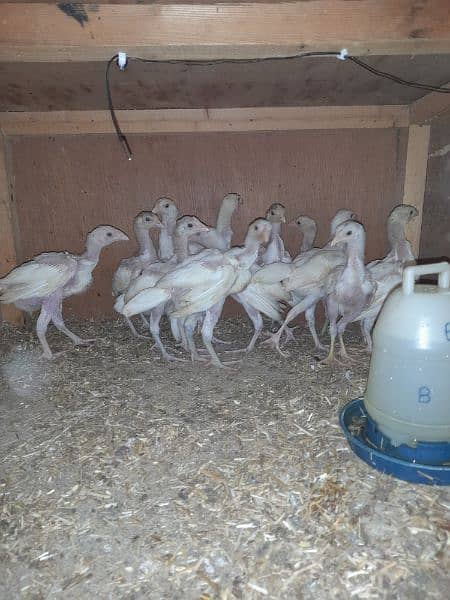 heera aseel chicks for sale 2