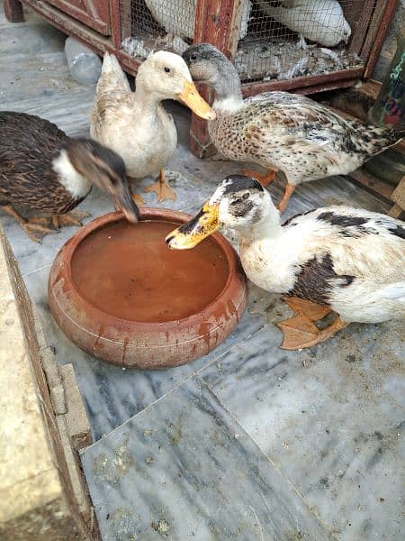 Duck for sale 2