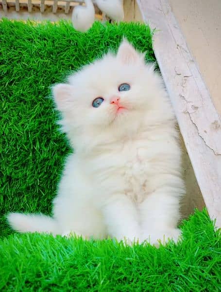 Persian kittens 03700502245 0