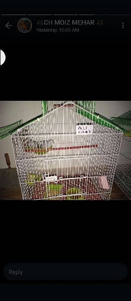 full active and breeder pair ready for laying egg with cage 0