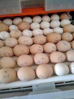 Fertile eggs of silver sebright and golden sebright available