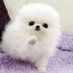 Pomeranian puppies 03700502245 0