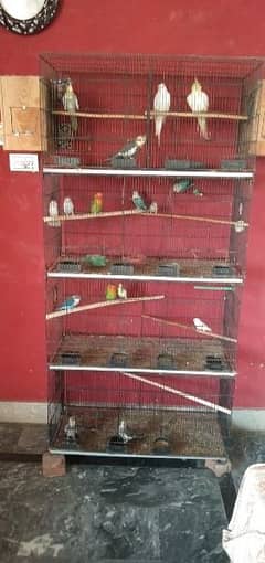 8 Portion cage + Cocktail + Love Birds + Budgies