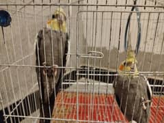 Cockatiels pair with cage