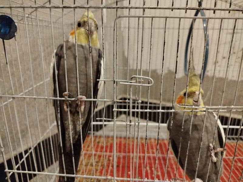 Cockatiels pair with cage 0