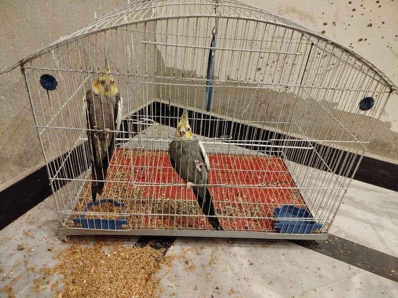 Cockatiels pair with cage 1