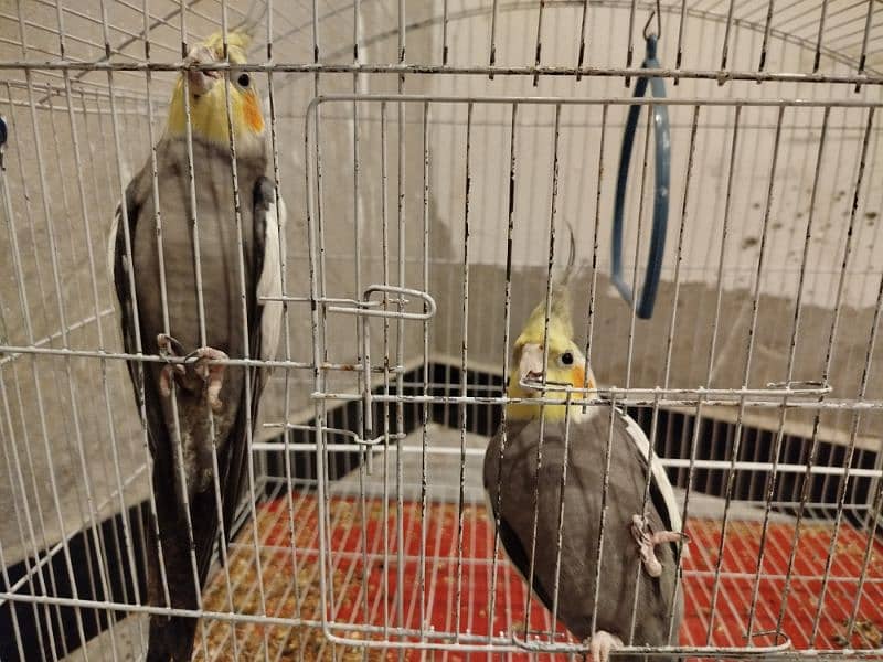 Cockatiels pair with cage 2