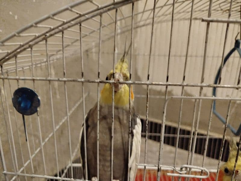 Cockatiels pair with cage 3