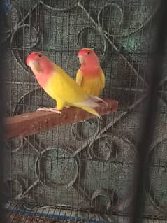 lovebird