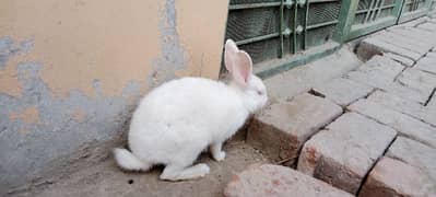 Rabbit for sale