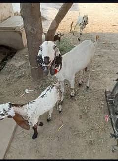 Desi Bakri aur Sath ek path