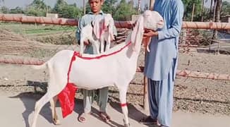 Rajanpuri bakri  2 bacchon ke sath for sale call on hai 0349,7539726