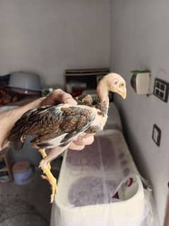 pure mianwali aseel chicken 3month old
