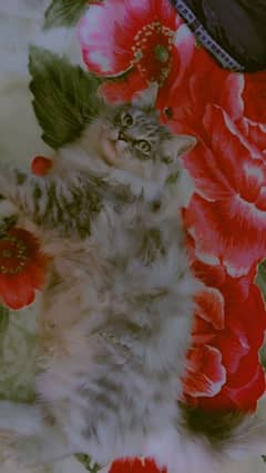 Persian Male Cat for sale