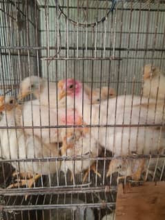 Broiler chicks