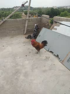 cock