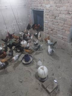 Golden misri / Hen / گولڈن مصری  / Murgiyan / Egg laying /   مرغیاں /